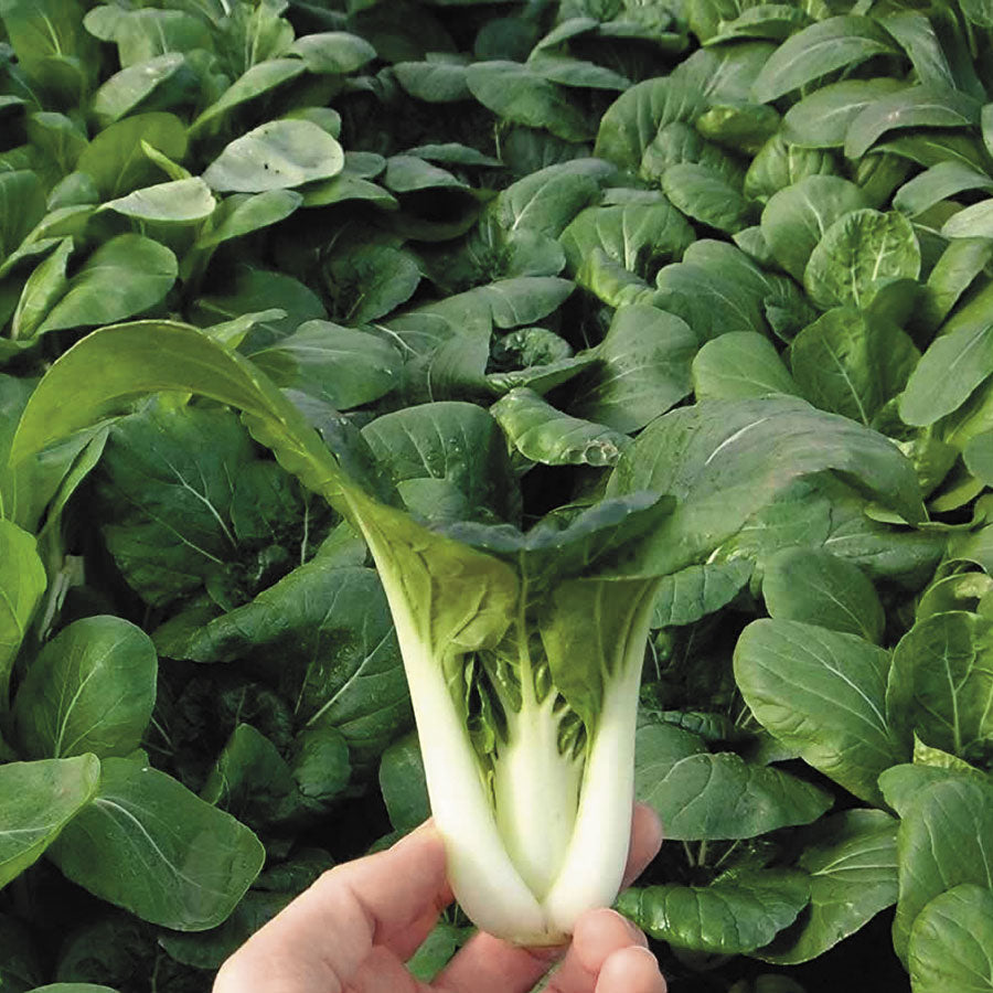 Toy Choy Hybrid Pak Choi Seeds