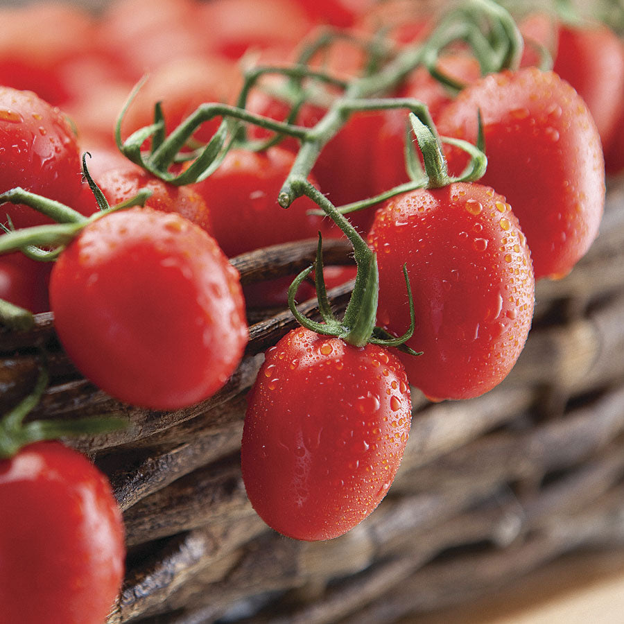 Cupid Hybrid Tomato Seeds