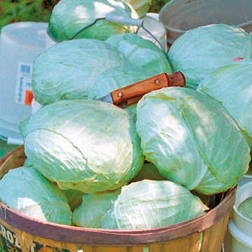Tropic Giant Hybrid Cabbage Seeds