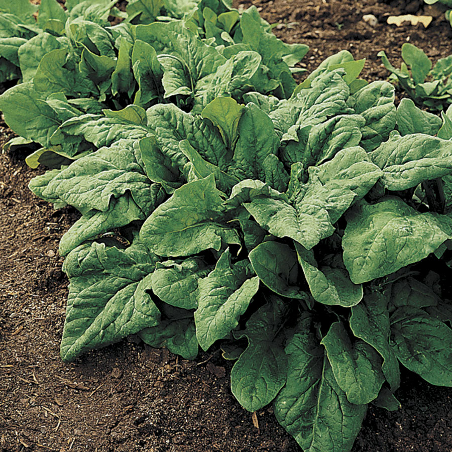 Renegade Hybrid Spinach Seeds