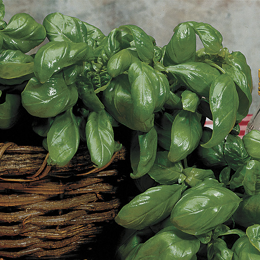 Large Leaf Italian Organic Basil Seeds