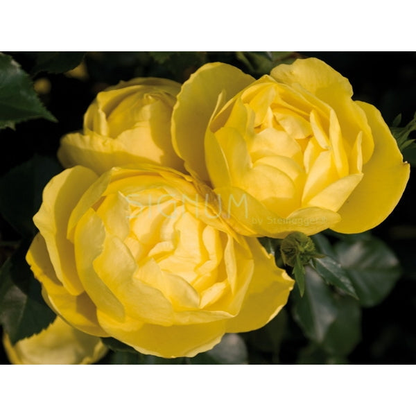 Poulcy Rose Seedlings Flower Seeds Perennial Growing Bonsai Corms Tubers Potted Planting Reblooming Fragrant Garden Roots Rhizomes Species Blooms Plant Bulbs Gardening Tree