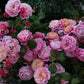 Redoute Rose Seedlings Flower Seeds Perennial Growing Bonsai Corms Tubers Potted Planting Reblooming Fragrant Garden Roots Rhizomes Species Blooms Plant Bulbs Gardening Tree