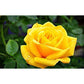 Yellow Rose Seedlings Flower Seeds Perennial Growing Bonsai Corms Tubers Potted Planting Reblooming Fragrant Garden Roots Rhizomes Species Blooms Plant Bulbs Gardening Tree