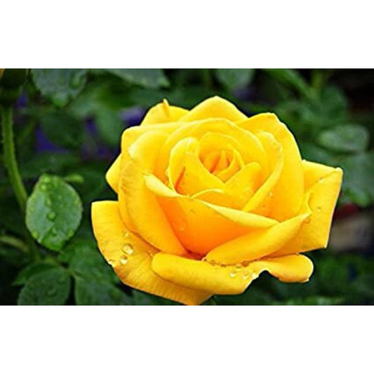 Yellow Rose Seedlings Flower Seeds Perennial Growing Bonsai Corms Tubers Potted Planting Reblooming Fragrant Garden Roots Rhizomes Species Blooms Plant Bulbs Gardening Tree