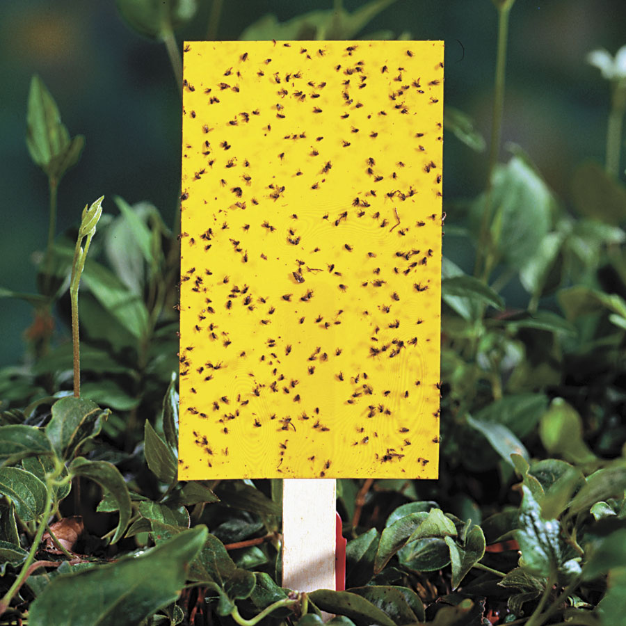 Large Yellow Sticky Insect Traps (set of 3 holders 9 strips)