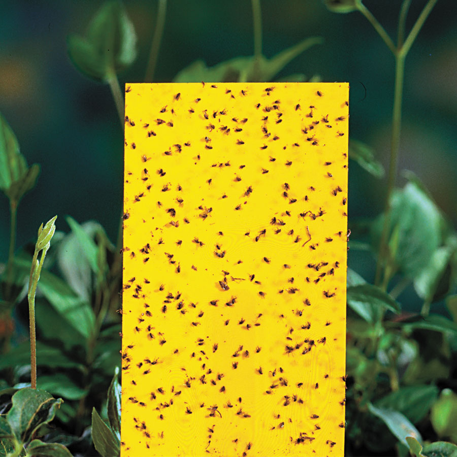 Small Yellow Sticky Traps - Set of 15