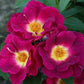 Sinne Rose Seedlings Flower Seeds Perennial Growing Bonsai Corms Tubers Potted Planting Reblooming Fragrant Garden Roots Rhizomes Species Blooms Plant Bulbs Gardening Tree
