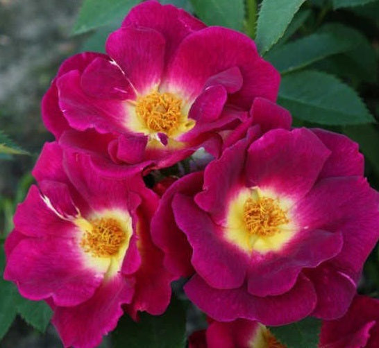 Sinne Rose Seedlings Flower Seeds Perennial Growing Bonsai Corms Tubers Potted Planting Reblooming Fragrant Garden Roots Rhizomes Species Blooms Plant Bulbs Gardening Tree