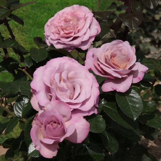 Blue Girl Rose Seedlings Flower Seeds Perennial Growing Bonsai Corms Tubers Potted Planting Reblooming Fragrant Garden Roots Rhizomes Species Blooms Plant Bulbs Gardening Tree