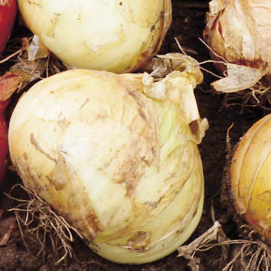 Onion Walla Walla Live Plants