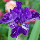 Gnu Again Bearded Iris
