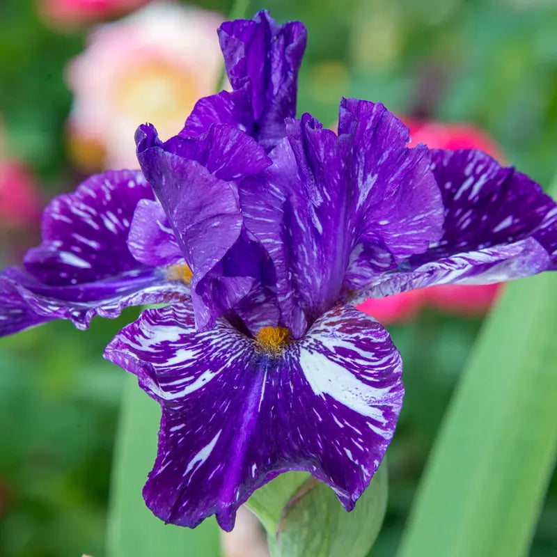 Gnu Again Bearded Iris