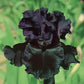 Black Is Black Bearded Iris