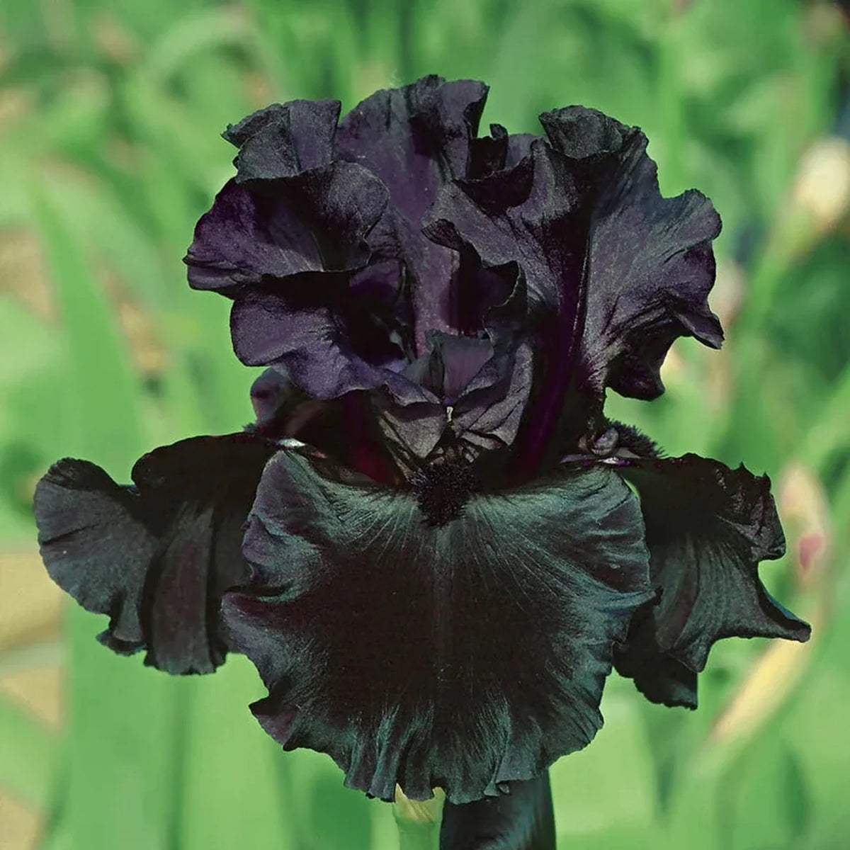 Black Is Black Bearded Iris