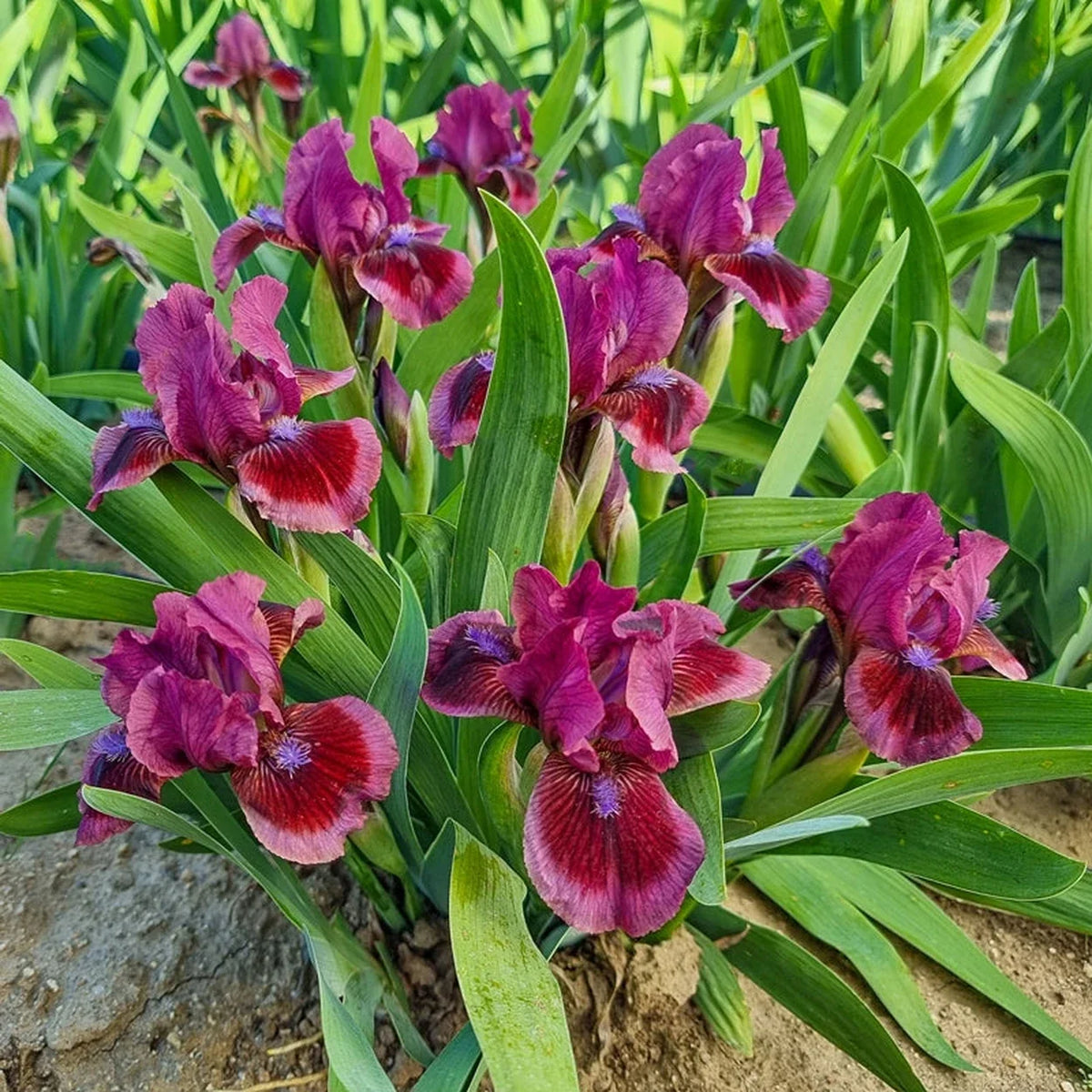 Cats Eye Dwarf Bearded Iris