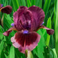 Cat's Eye Dwarf Bearded Iris
