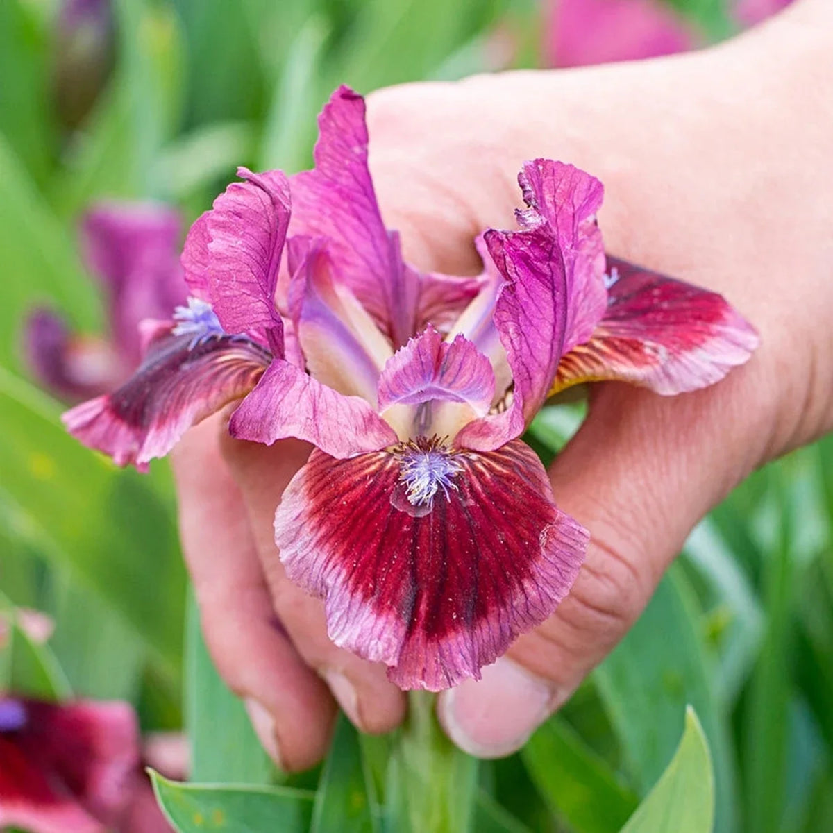 Cat's Eye Dwarf Bearded Iris