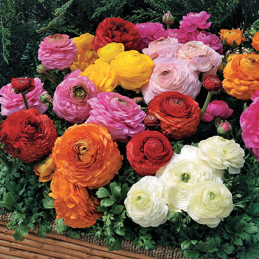 Ranunculus Blend