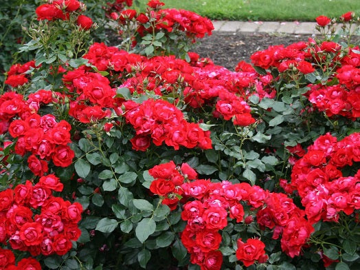 Black Forest Rose Seedlings Flower Seeds Perennial Growing Bonsai Corms Tubers Potted Planting Reblooming Fragrant Garden Roots Rhizomes Species Blooms Plant Bulbs Gardening Tree