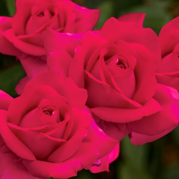 Blue Bush Rose Seedlings Flower Seeds Perennial Growing Bonsai Corms Tubers Potted Planting Reblooming Fragrant Garden Roots Rhizomes Species Blooms Plant Bulbs Gardening Tree