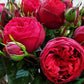 Red Piano Rose Seedlings Flower Seeds Perennial Growing Bonsai Corms Tubers Potted Planting Reblooming Fragrant Garden Roots Rhizomes Species Blooms Plant Bulbs Gardening Tree