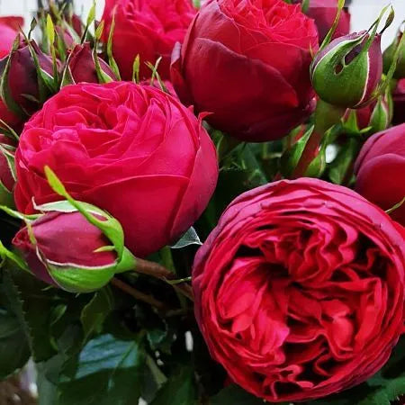 Red Piano Rose Seedlings Flower Seeds Perennial Growing Bonsai Corms Tubers Potted Planting Reblooming Fragrant Garden Roots Rhizomes Species Blooms Plant Bulbs Gardening Tree