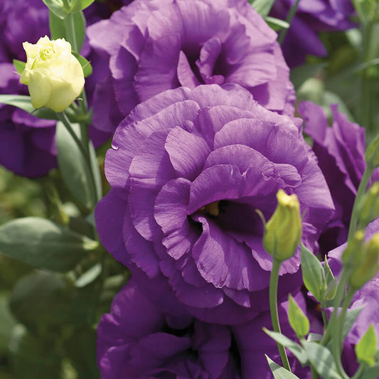 Lisianthus Mariachi Blue F1 Seed