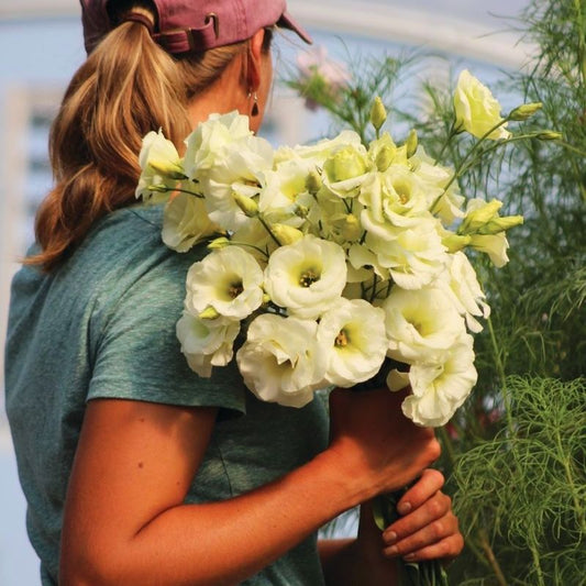 Lisianthus Mariachi Pure White Seed