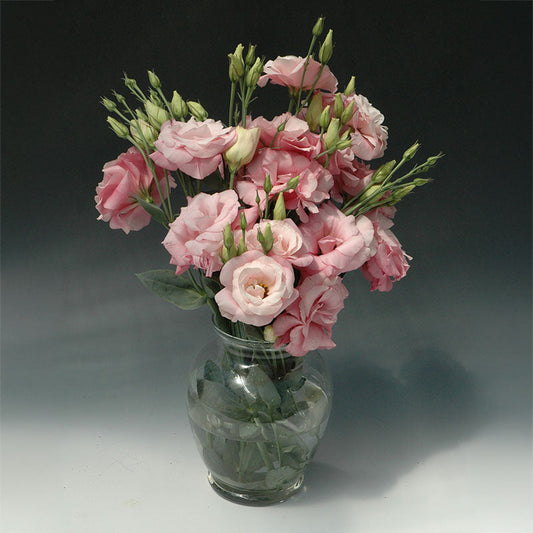 Lisianthus Mariachi Pink F1 Seed