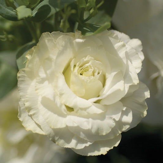 Lisianthus Mariachi Pure White Seed