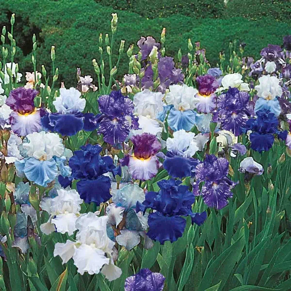 Heavenly Blues Iris Mixture Super Sak