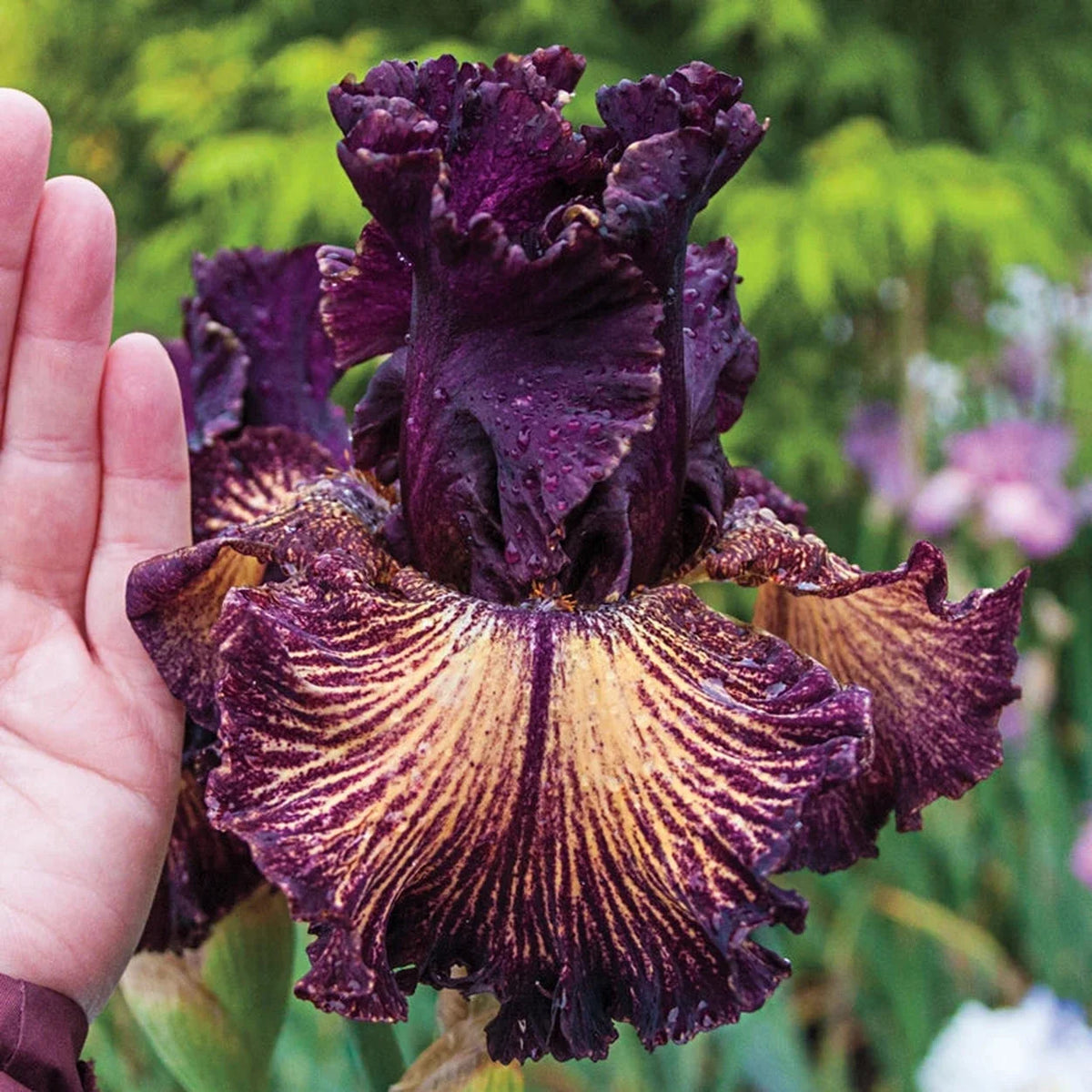 Drama Queen Bearded Iris