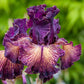 Drama Queen Bearded Iris