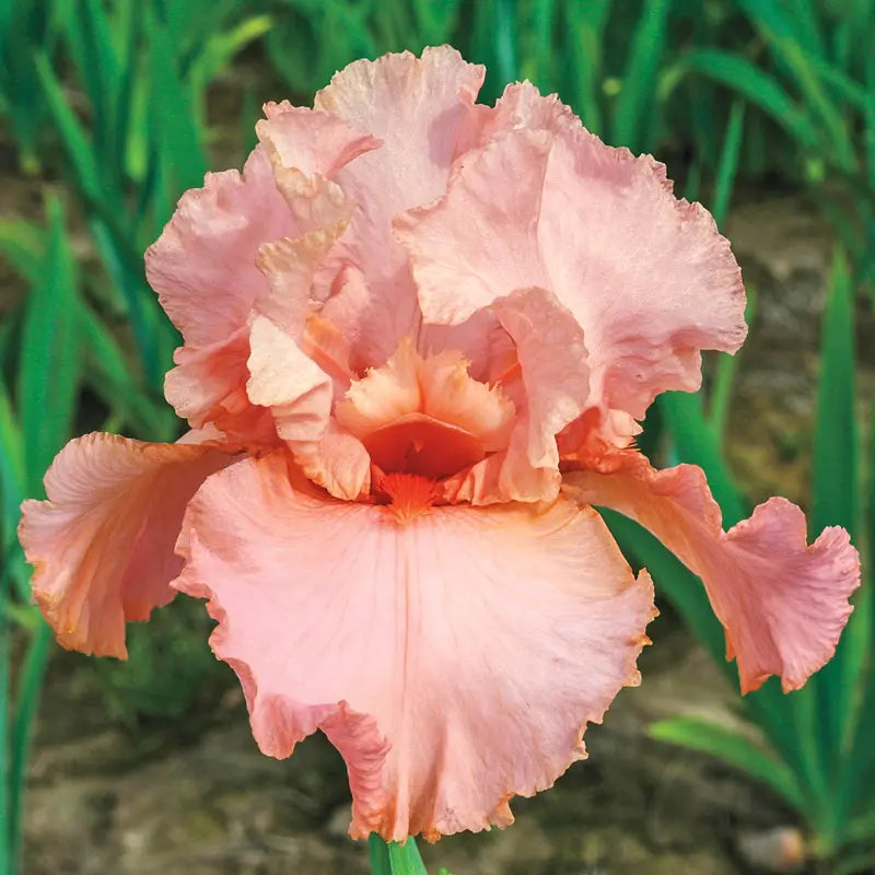 Peggy Sue Reblooming Bearded Iris