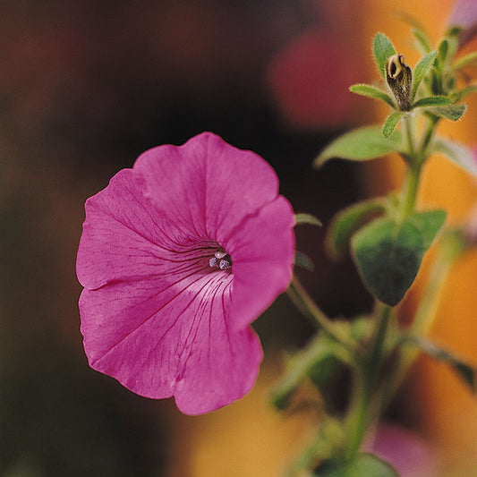 Petunia Tidal Wave Hot Pink F1 Seed