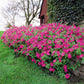 Petunia Tidal Wave Hot Pink F1 Seed