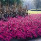 Petunia Tidal Wave Hot Pink F1 Seed