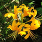 Yellow Lycoris Spider Lilies Bulbs Radiata Hurricane Lily Cluster Amayllis Growing Bonsai Roots Rhizomes Corms Tubers Potted Planting Reblooming Fragrant Garden Species Blooms Flower Seeds Plant Gardening