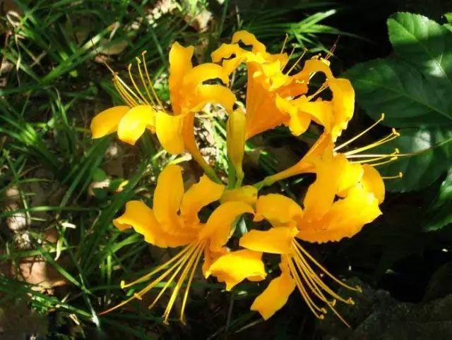 Yellow Lycoris Spider Lilies Bulbs Radiata Hurricane Lily Cluster Amayllis Growing Bonsai Roots Rhizomes Corms Tubers Potted Planting Reblooming Fragrant Garden Species Blooms Flower Seeds Plant Gardening