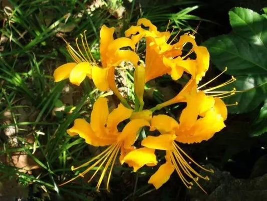Yellow Lycoris Spider Lilies Bulbs Radiata Hurricane Lily Cluster Amayllis Growing Bonsai Roots Rhizomes Corms Tubers Potted Planting Reblooming Fragrant Garden Species Blooms Flower Seeds Plant Gardening