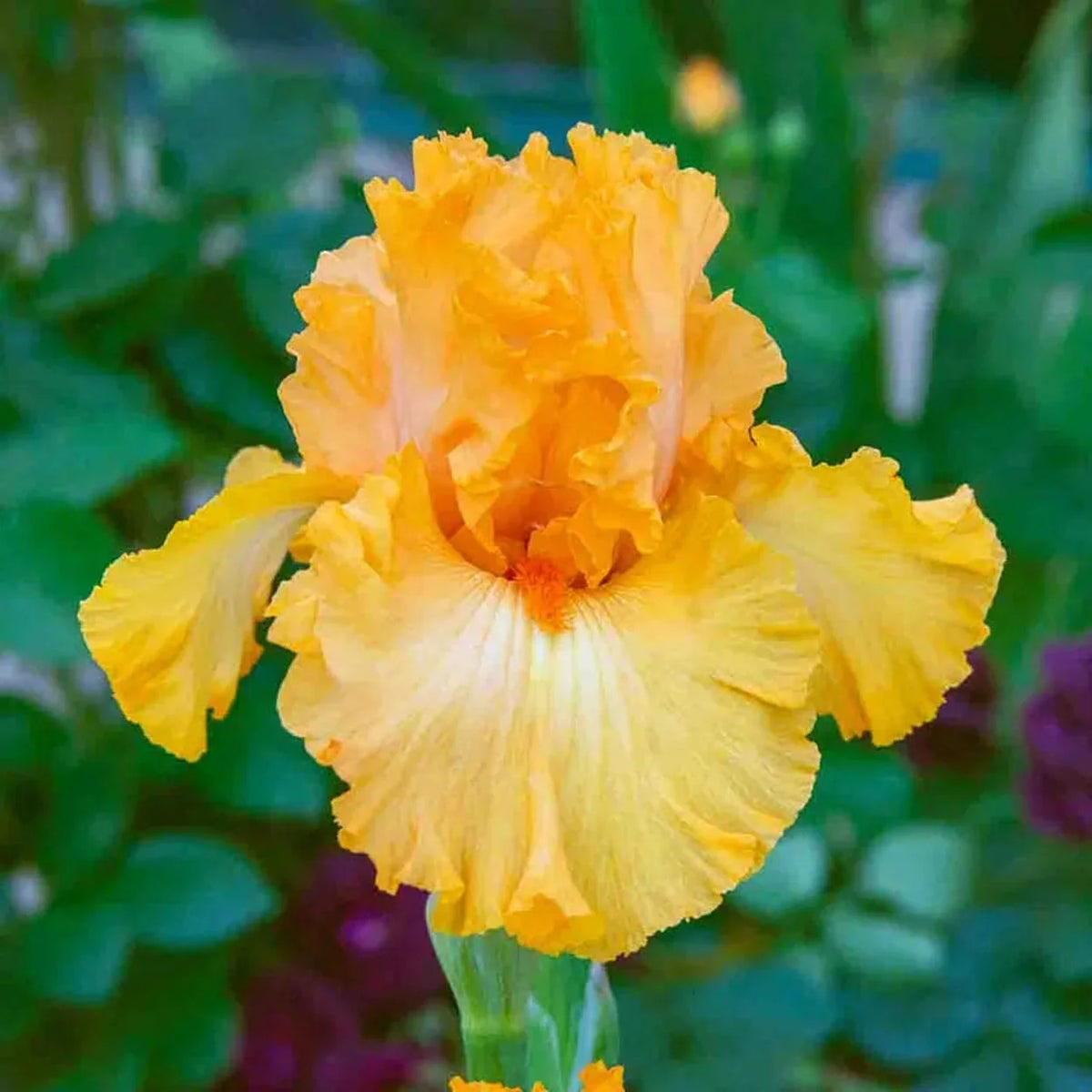 Disco Music Bearded Iris