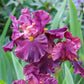 Raptor Red Bearded Iris