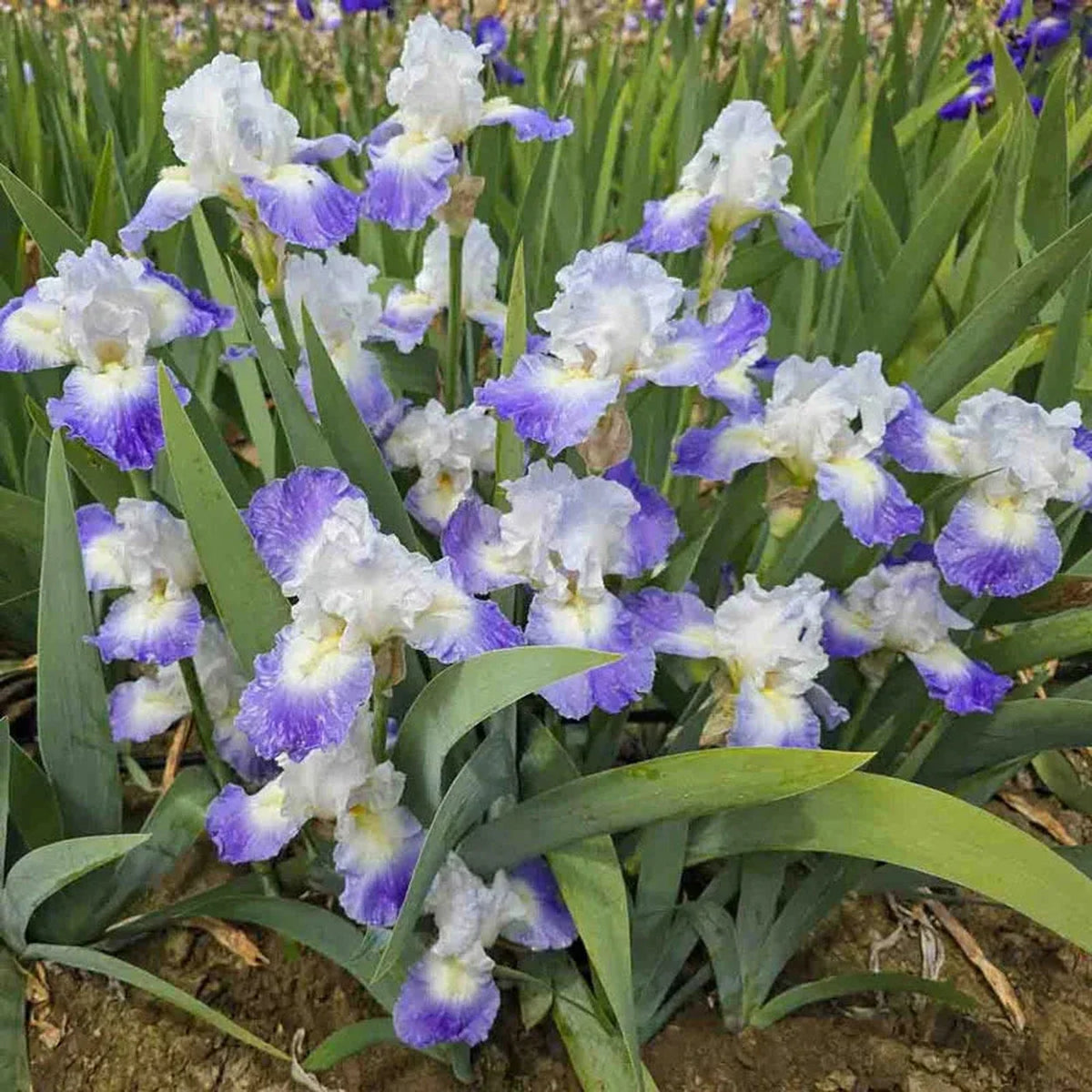 Clarence Reblooming Bearded Iris