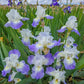 Clarence Reblooming Bearded Iris