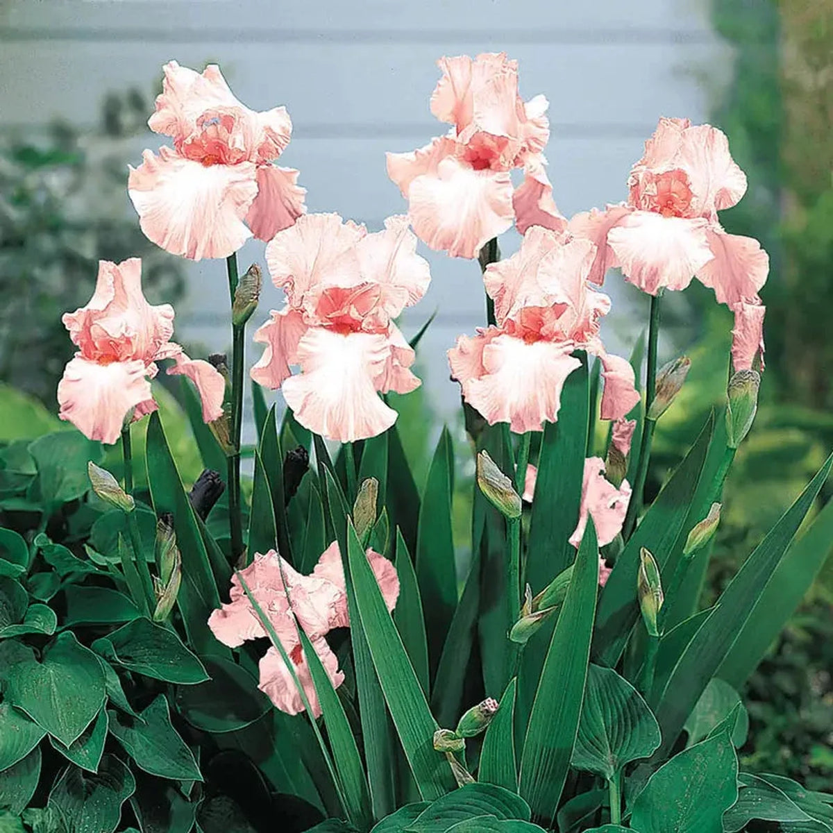 Pink Attraction Reblooming Bearded Iris