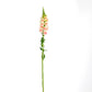 Snapdragon Potomac Appleblossom F1 Seed