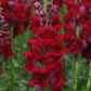 Snapdragon Potomac Red F1 Seed