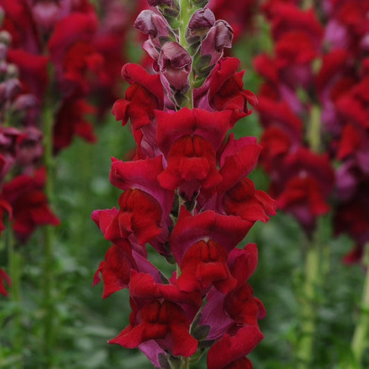 Snapdragon Potomac Red F1 Seed