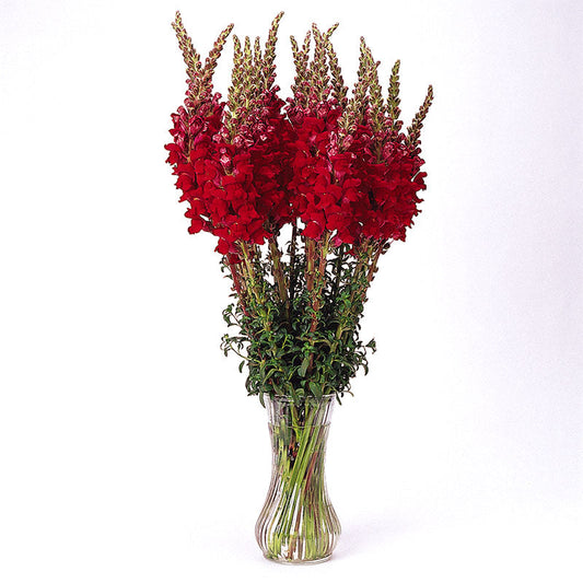 Snapdragon Potomac Red F1 Seed